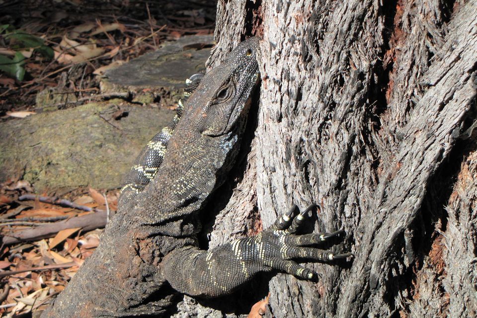 Lace Monitor (Varanus varius)